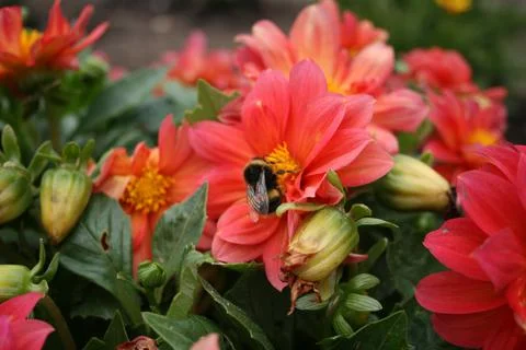 Beeonflower 库存照片