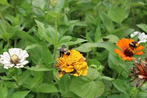 BeeOnYellowFlower Stock Photos