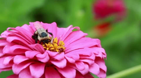 BeePinkFlower Stock Footage 11635298