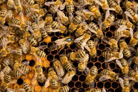 Beequeen with blue dot on her head. Stock Photos