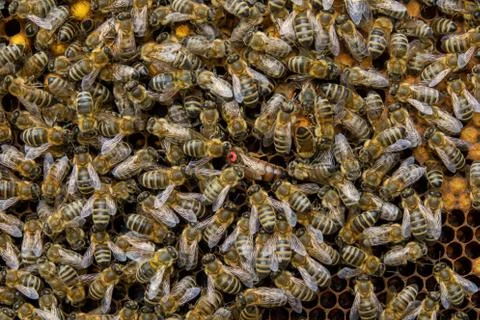 Beequeen with red dot on her head Stock Photos