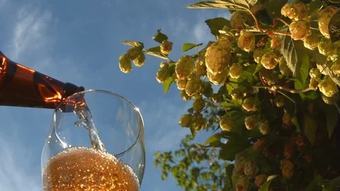 Beer and hops growing. Slow motion. Close-up. Видео 73934876