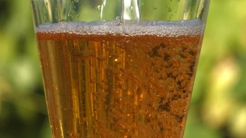 Beer and hops growing. Slow motion. Close-up. Видео 73934962