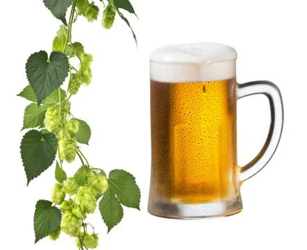 Beer and hops Stock Photos