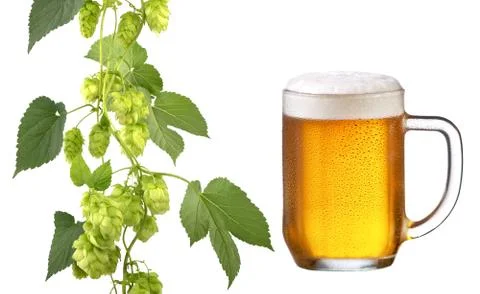 Beer and hops Stock Photos