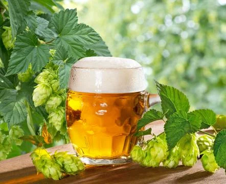 Beer and hops Stock Photos