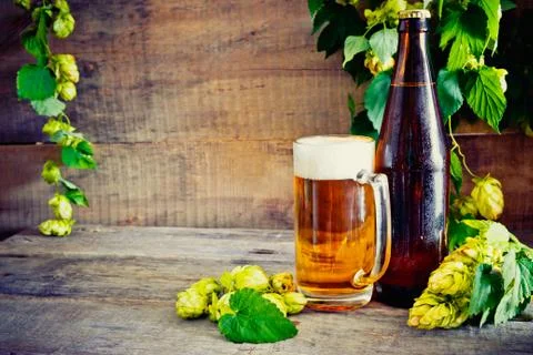 Beer and hops Stock Photos