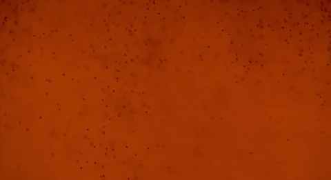Beer background with bubbles Extremely closeup slow motion Stock Footage 103639155