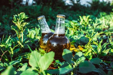 Beer bottle in the grass Stock Photos