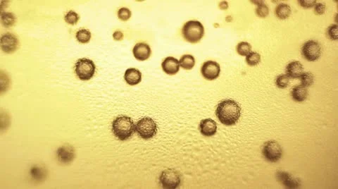 Beer bubbles Stock Footage 10871025