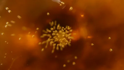 Beer bubbles Video stock 142537796