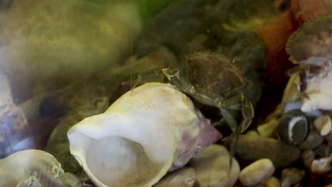 Beer, crab moving around two Stock-Footage 138068423