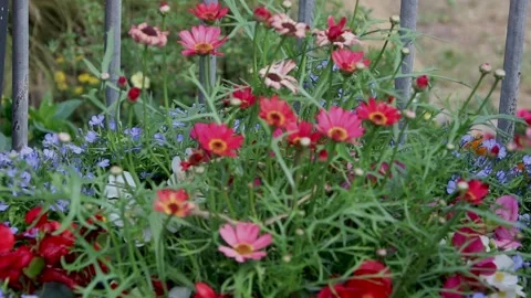 Beer, flowers between the bins only 스톡 동영상 138069471