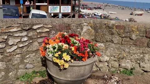 Beer, flowers in a pot Stock-Footage 138069743