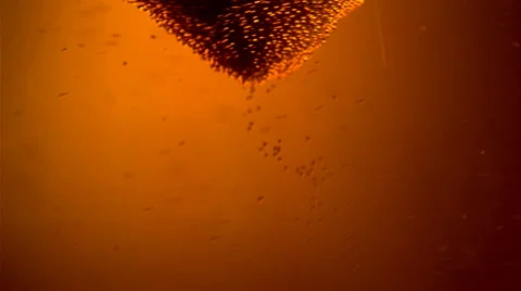 Beer Stock Footage 1720952