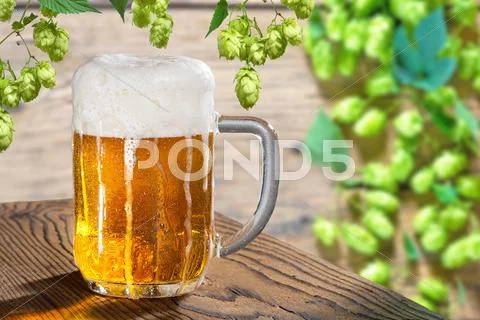 Beer glass on the wooden table with hop cones Stock Photos