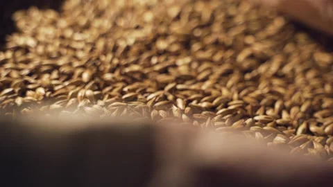 Beer grains Stock Footage 153269274