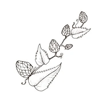 Beer hop vector Stock Illustration