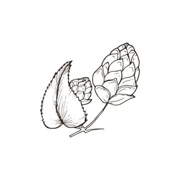 Beer hop vector Stock Illustration
