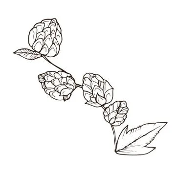 Beer hop vector Stock Illustration