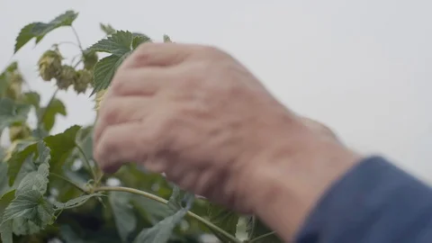 Beer Hops Being Picked Stock Footage 95298371