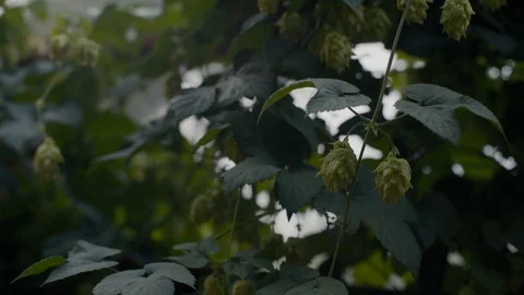 Beer Hops Close Up Stock-Footage 95298427