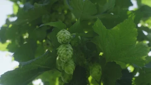 Beer Hops on Farm Stock Footage 269409759