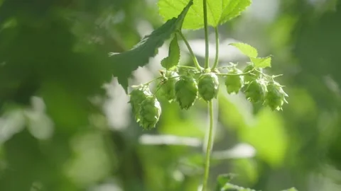 Beer Hops Growing on Farm Stock Footage 269409786