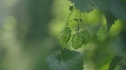 Beer Hops Growing on Farm Stock Footage 269409790