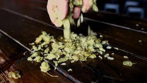 Beer Hops in Hand Slow Motion Stock Footage 104242910