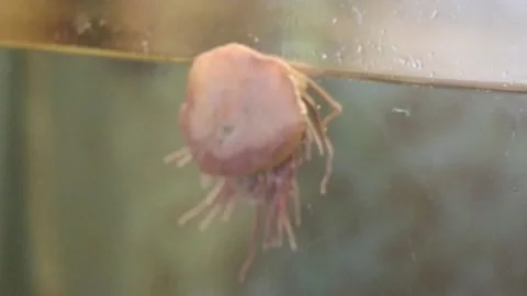 Beer, limpet close up 스톡 동영상 138067885