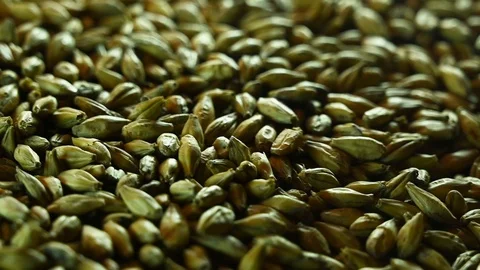 Beer malt lies on a table Stock Footage 119369504