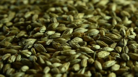 Beer malt lies on a table Stock Footage 119371325