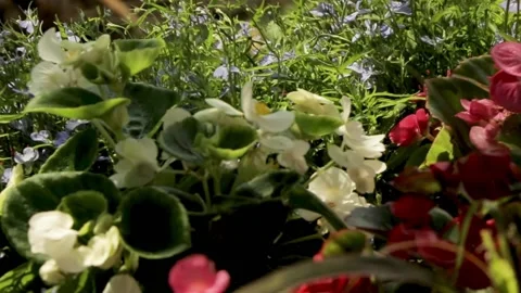 Beer, more flowers in a pot 스톡 동영상 138069481