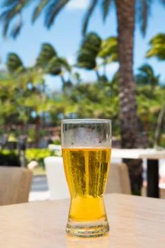 Beer with Palm trees Stock Photos