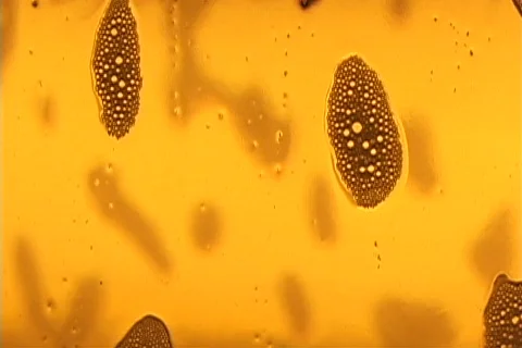 Beer Pour Video stock 193922