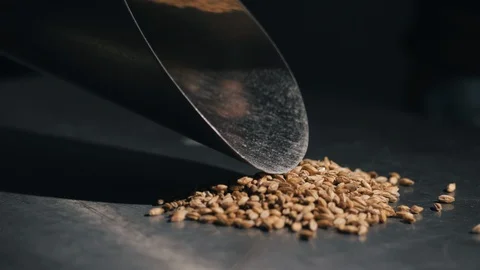 Beer production and brewing process Video stock 95127280