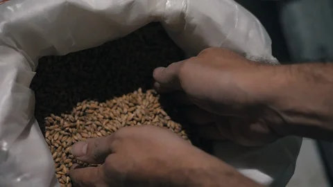 Beer production and brewing process Video stock 95214391