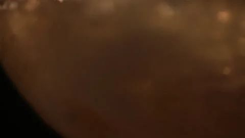 Beer slow motion Stockbeeldmateriaal 242216997