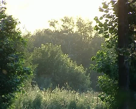 Bees 01 動画素材 12403291