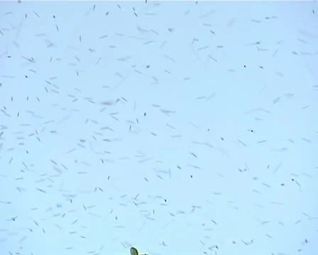 Bees 02 動画素材 12403276