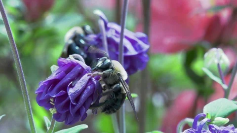 Bees 02 Stock Footage 127977804