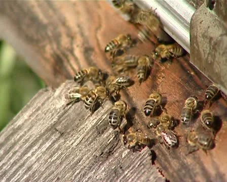 Bees 04 動画素材 12403285