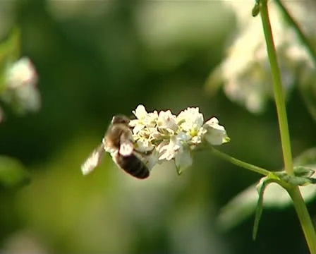 Bees 05 動画素材 12403295