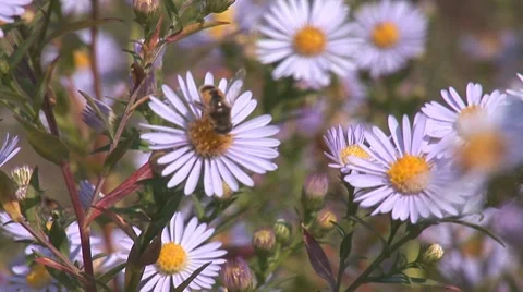 Bees 1 Stock Footage 8795804