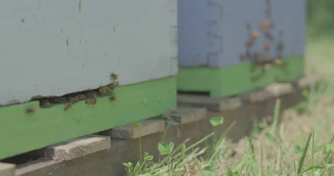 Bees 1 Stock Footage 133964780
