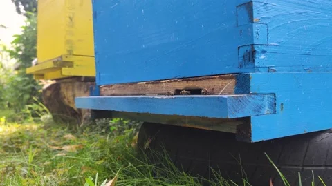 Bees 1 Stock Footage 137448999