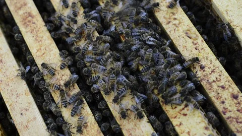 Bee's 1.1 스톡 동영상 122349268