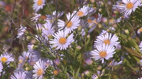 Bees 2 Stock Footage 8795827