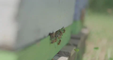 Bees 2 Stock Footage 133964341